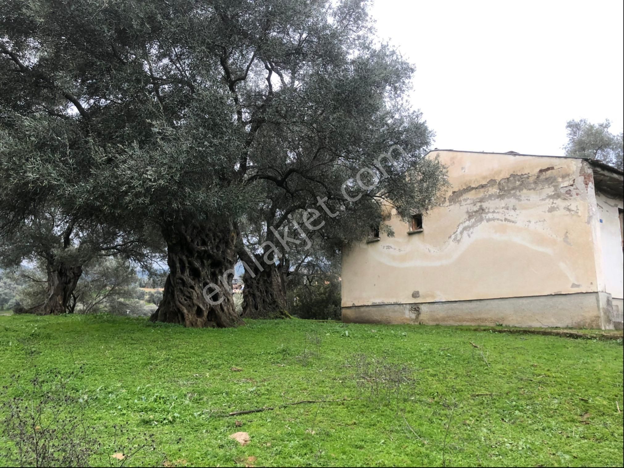 İzmir Bayındır Satılık Köy İçi Duz Bahçe - Görsel 8