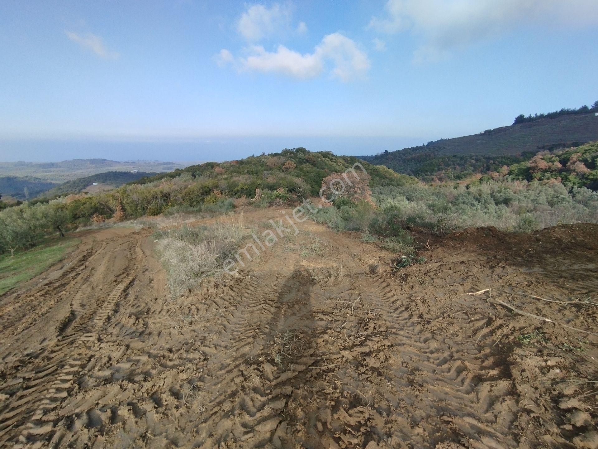 Mudanya Tirilye Satılık Tarla Tirilye De Bakımlı Zetinlik Araile İçe Girebilirsiniz Bakımlı Talat Bey De