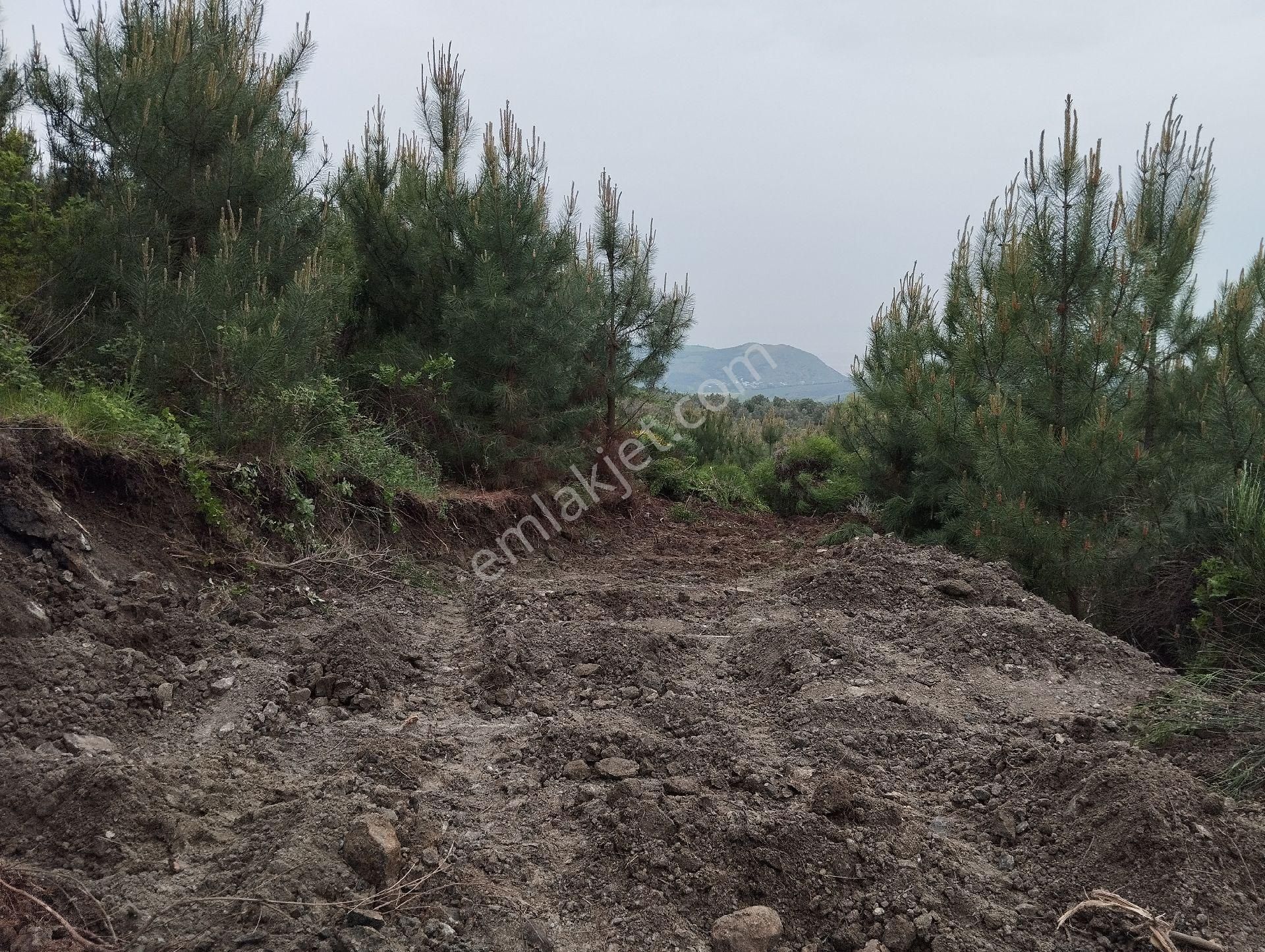 Mudanya Tirilye Satılık Tarla Tirilye Talat Bey Satılık Kendine Üzel Yolu Var Girebilirsiniz Ormana Komşu Tektapu Zeytinlik