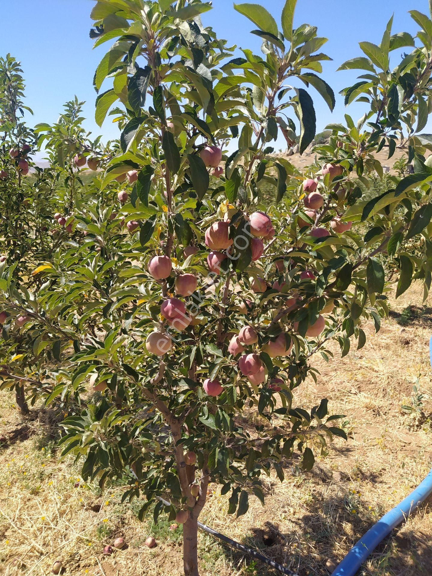 Niğde Ulukışla Satılık Bağ & Bahçe Elma Bahçesi