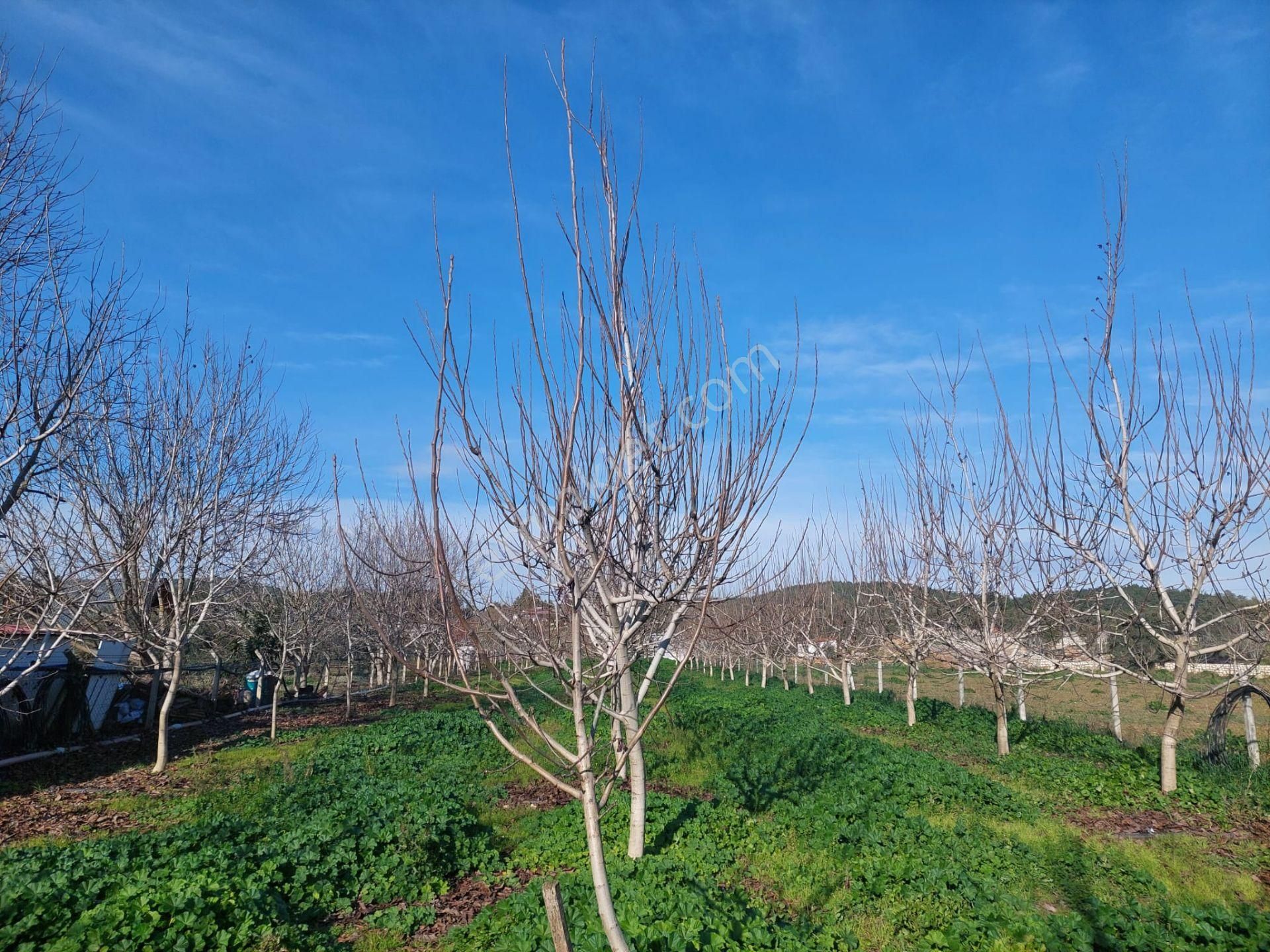 İzmir Menderes Satılık Bağ & Bahçe Menderes Çile Mahallesinde Sahile 6,5 Km Uzakta Bahçe