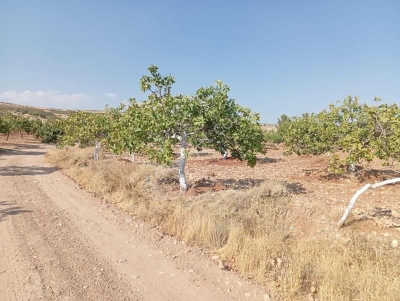 Karaköprü Gölpınar Satılık Tarla Satılık Tarla Daire Takası Olur