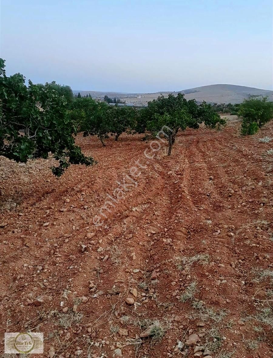 Şehitkamil Türkyurdu Satılık Tarla Mantıklı Yatırımlık Arazi Türkyurdun'da