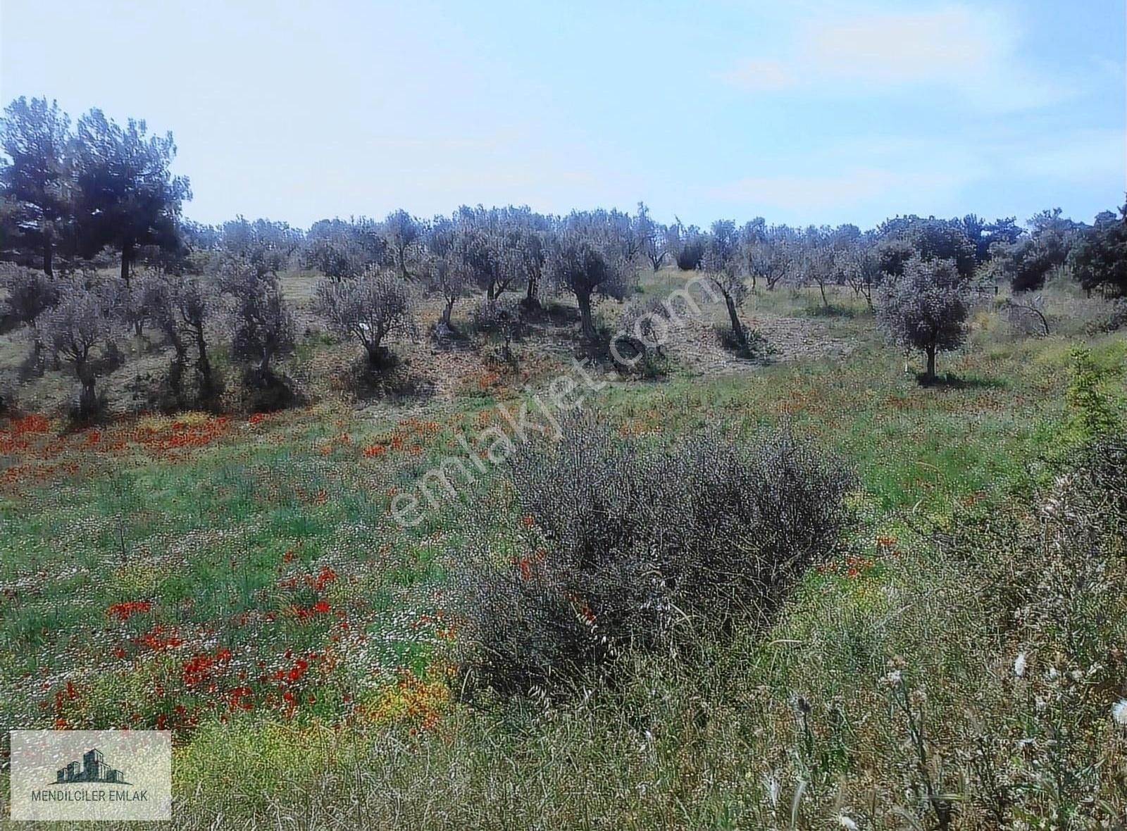 Çanakkale Çanakkale Merkez Satılık Zeytinlik Dümrekde Yaklaşık 45 Adet Zeytin Ağacı Olan Zeytinlik.