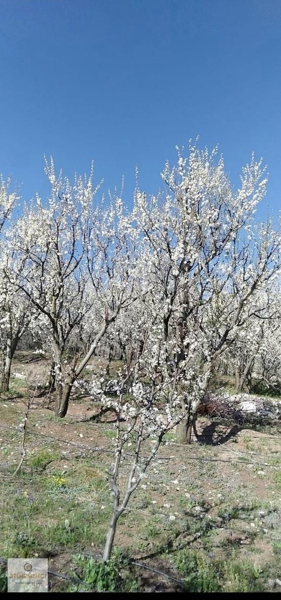 Mersin Toroslar Satılık Bağ & Bahçe Değirmenciden Arsalnköyde Satılık 4200 M2 Bahçe