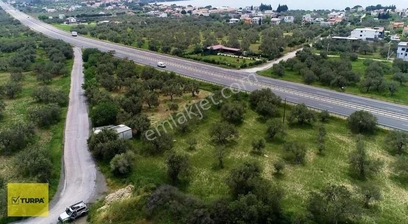 Aliağa Yenişakran Satılık Zeytinlik Turpa Balçovadan Yeni Şakranda Yola Sıfır Satılık Zeytinlik