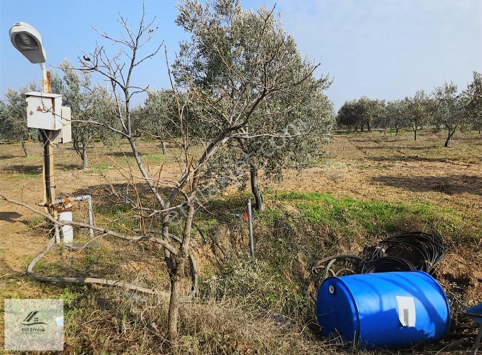 Akhisar Doğuca Satılık Zeytinlik Mustafa Başyiğit Emlak'tan Doğuca'da 4450 M2 Tek Tapu Zeytinlik