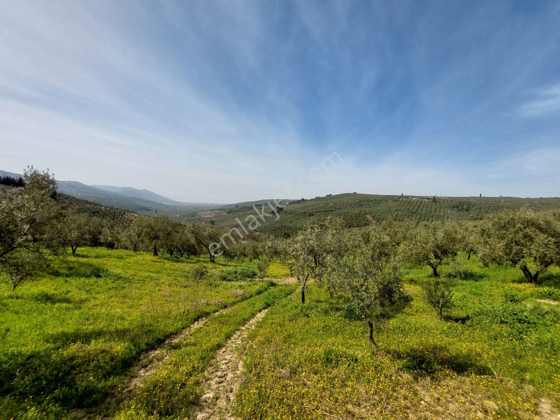 C21 Cius; Adliye Umurbey Sınırı 33,596m2 Bakımlı Zeytinlik - Görsel 17