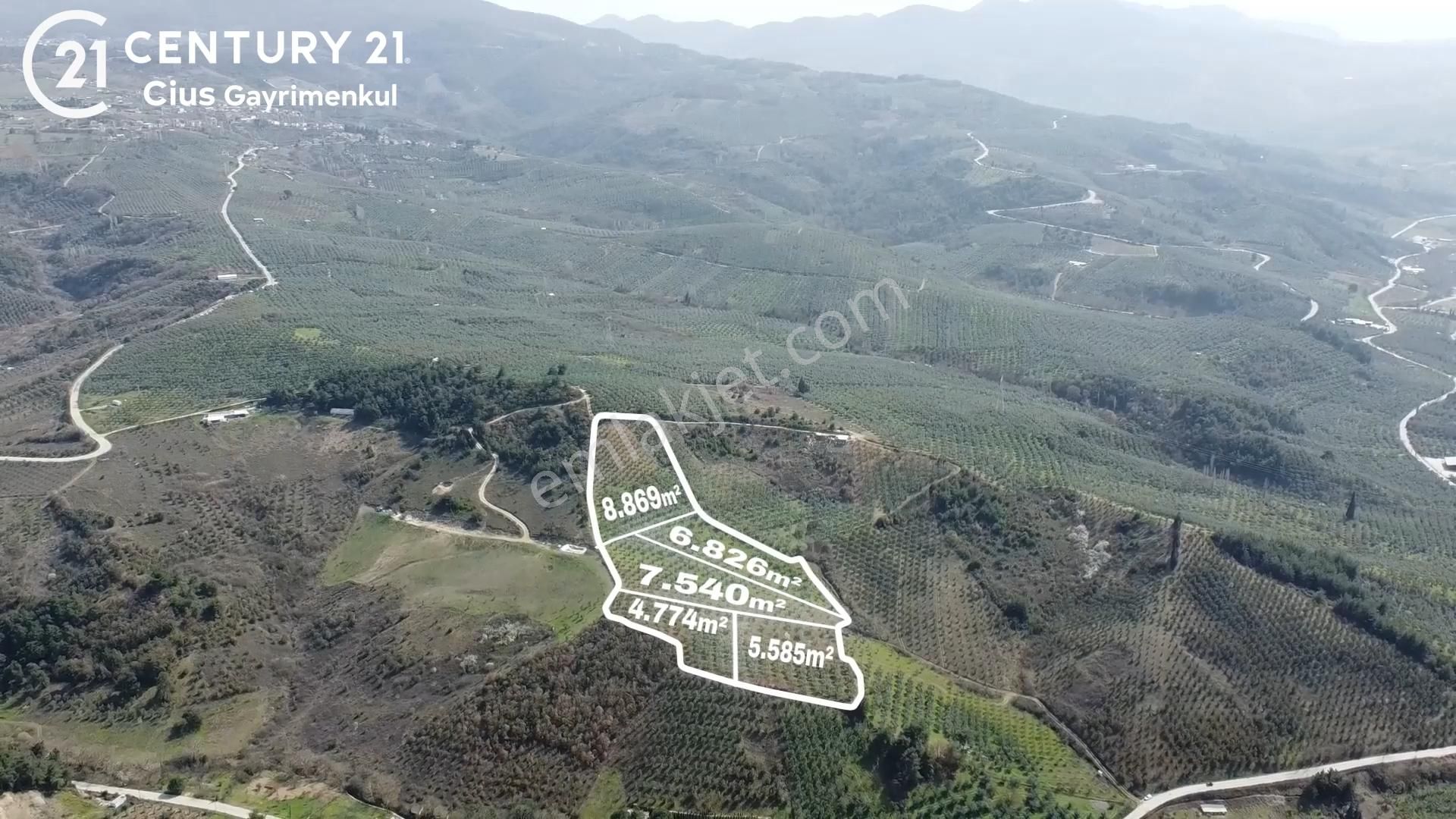 C21 Cius; Adliye Umurbey Sınırı 33,596m2 Bakımlı Zeytinlik - Görsel 3