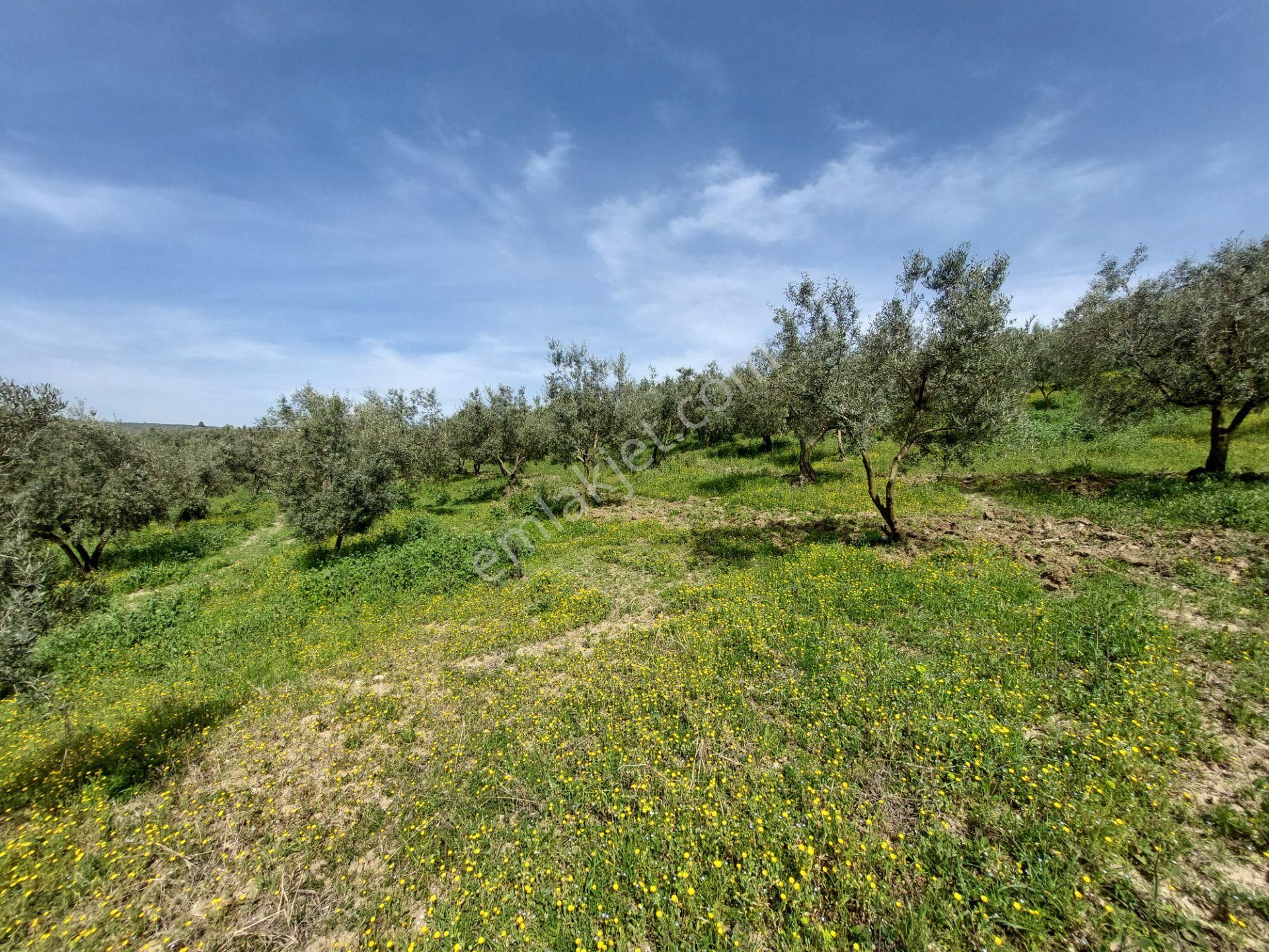 C21 Cius; Adliye Umurbey Sınırı 33,596m2 Bakımlı Zeytinlik - Görsel 14