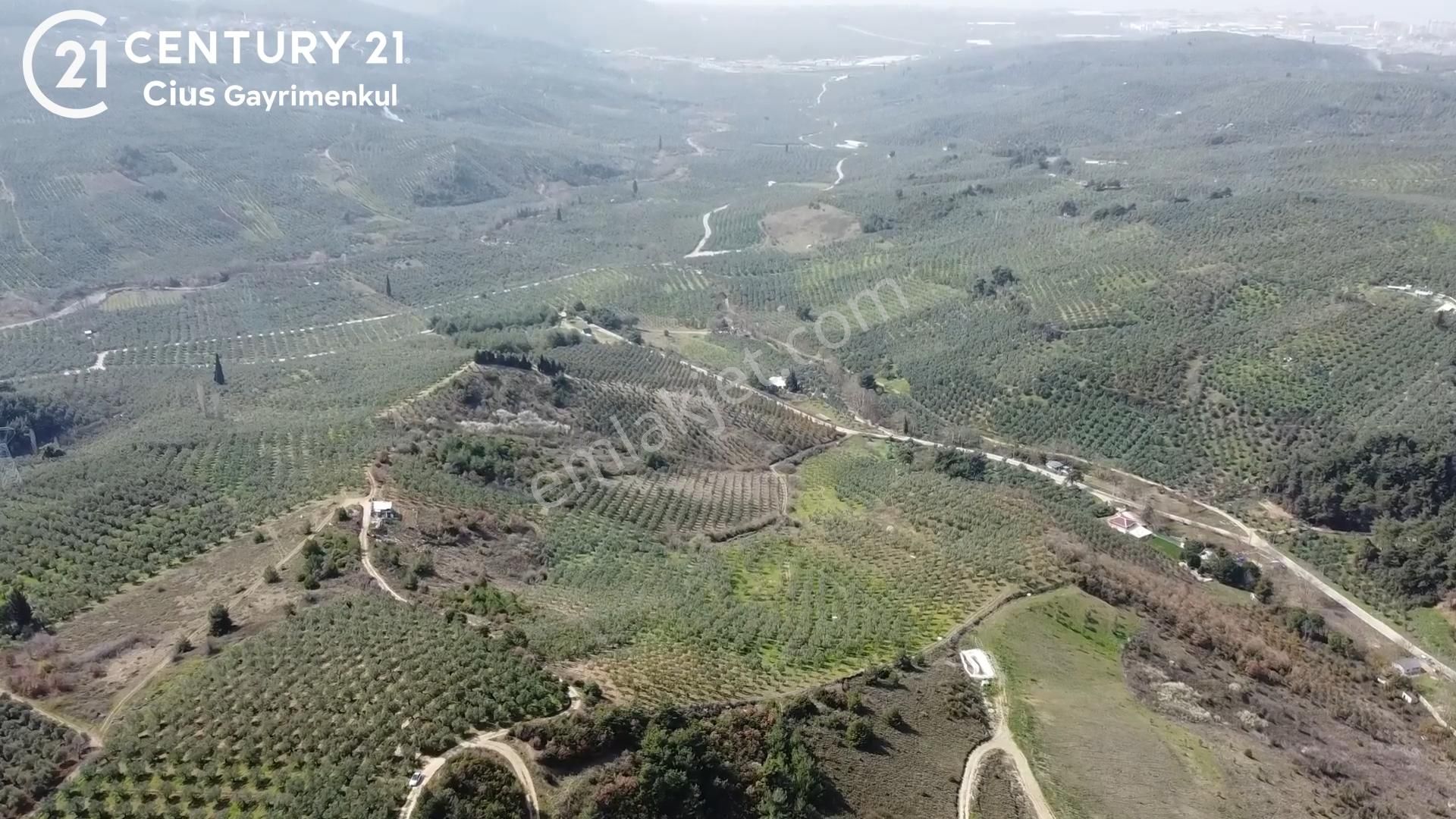 C21 Cius; Adliye Umurbey Sınırı 33,596m2 Bakımlı Zeytinlik - Görsel 5