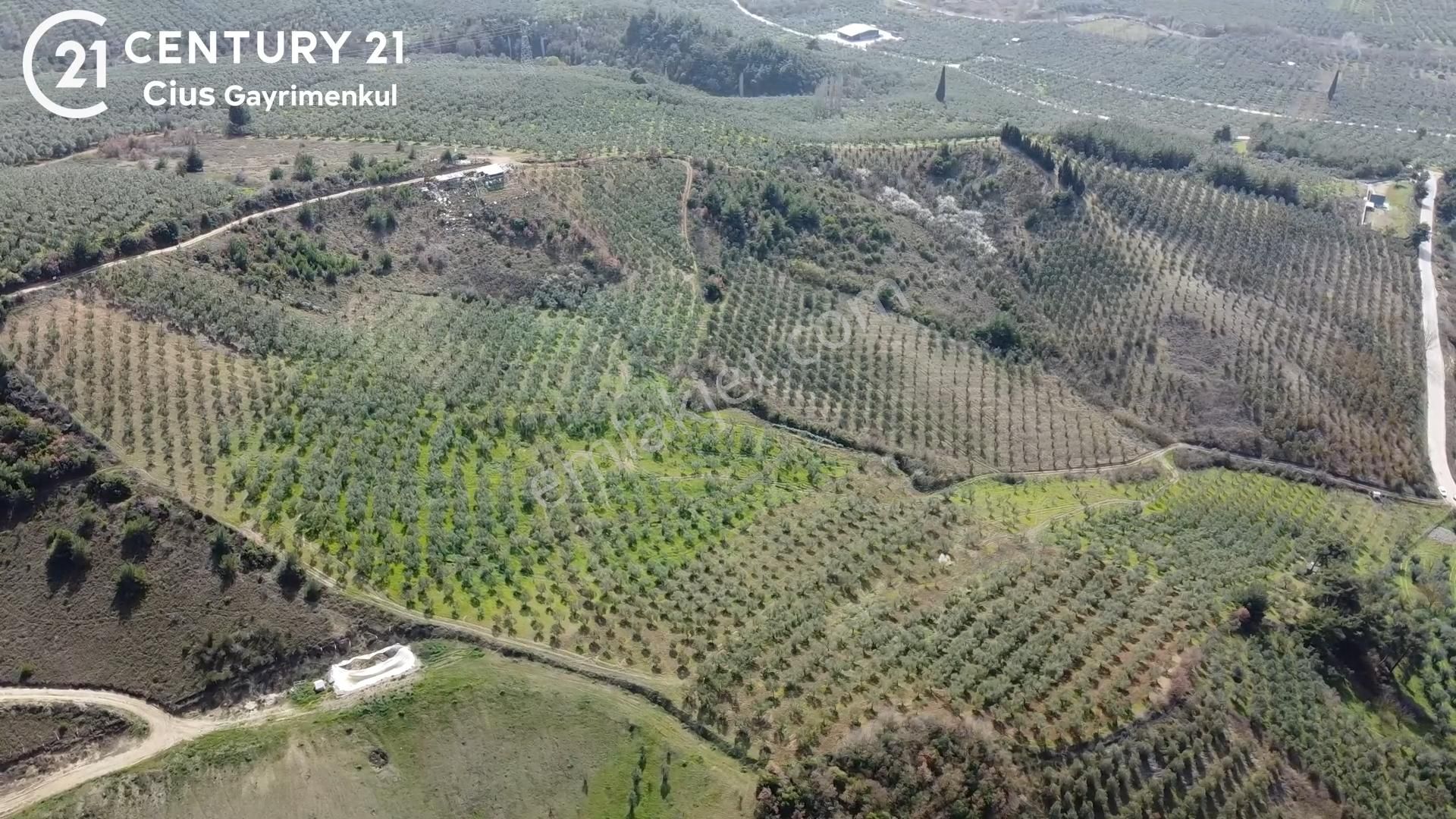 C21 Cius; Adliye Umurbey Sınırı 33,596m2 Bakımlı Zeytinlik - Görsel 4