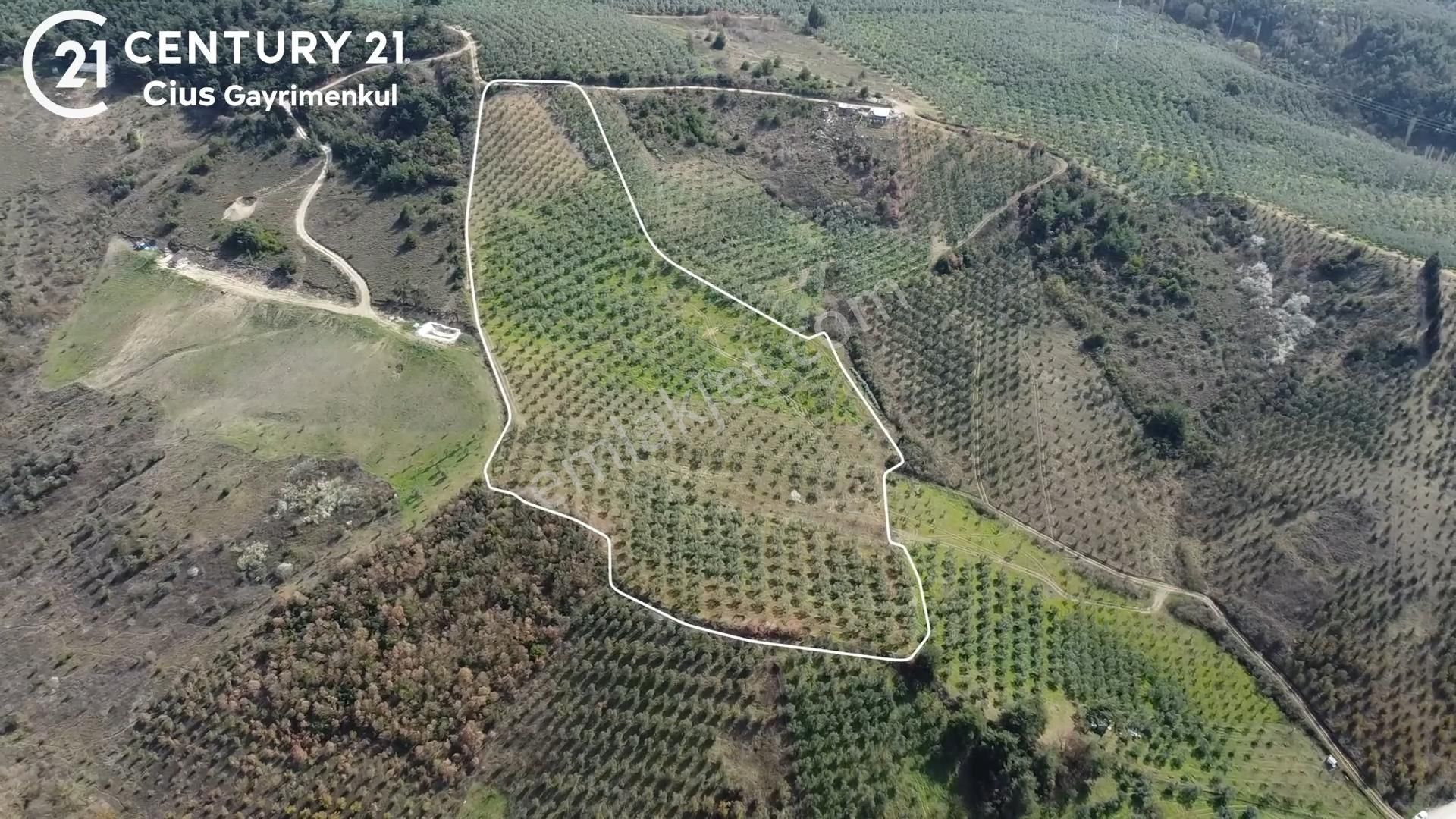 C21 Cius; Adliye Umurbey Sınırı 33,596m2 Bakımlı Zeytinlik - Görsel 2