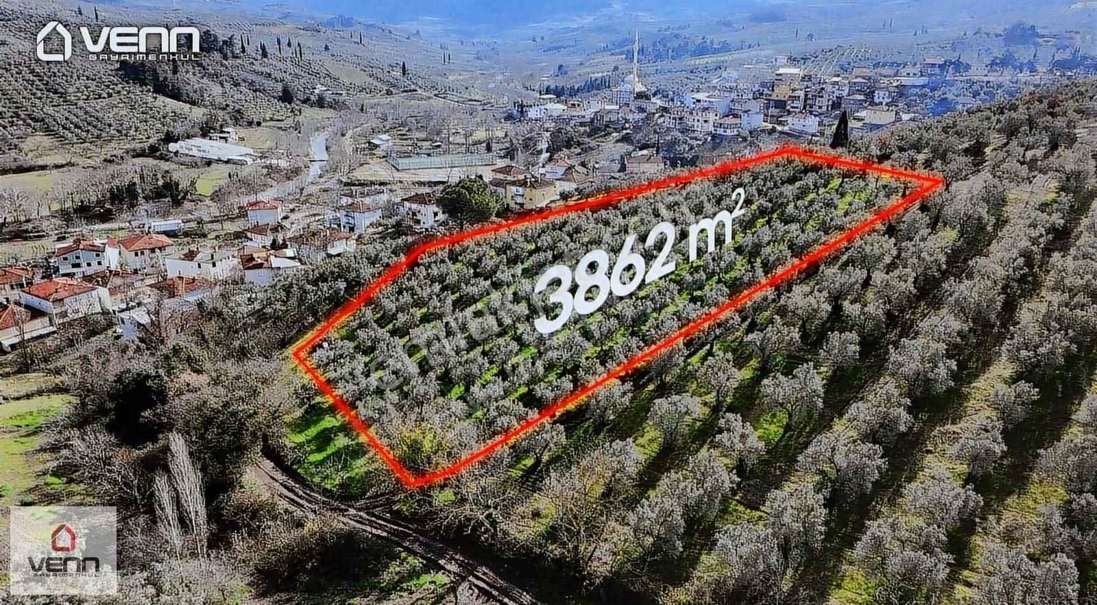 Gemlik Muratoba'da 3862 M2 Köyiçi İmarlı Satılık Zeytinlik! - Görsel 11