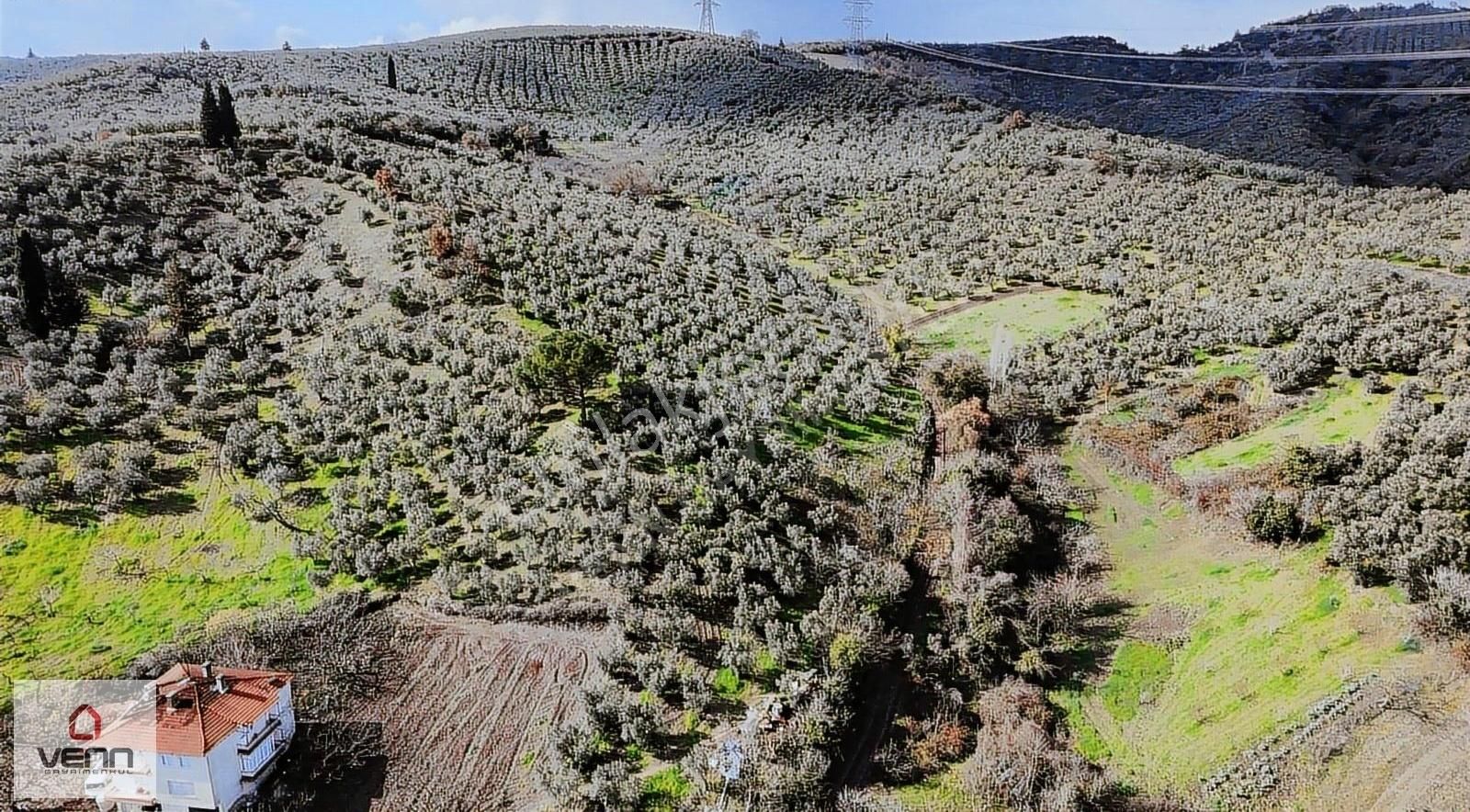 Gemlik Muratoba'da 3862 M2 Köyiçi İmarlı Satılık Zeytinlik! - Görsel 13