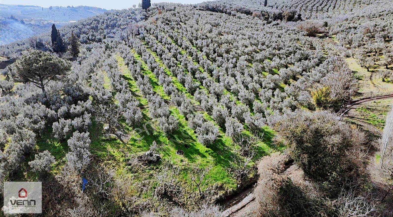 Gemlik Muratoba Satılık Konut İmarlı Gemlik Muratoba'da 3862 M2 Köyiçi İmarlı Satılık Zeytinlik!