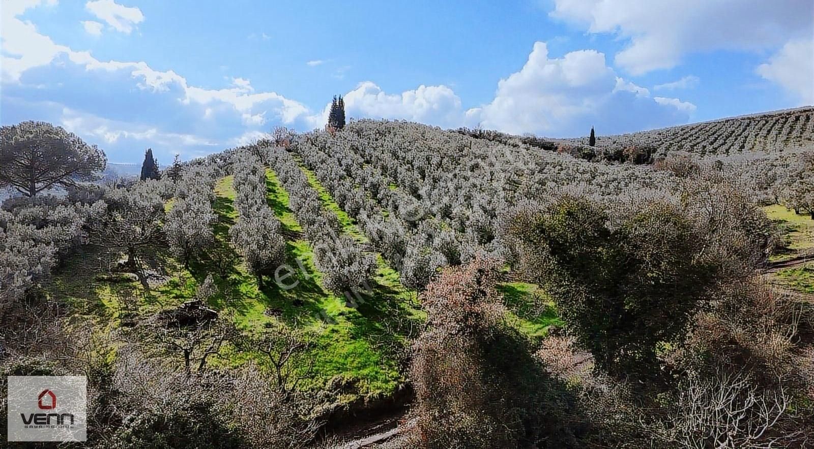 Gemlik Muratoba'da 3862 M2 Köyiçi İmarlı Satılık Zeytinlik! - Görsel 12