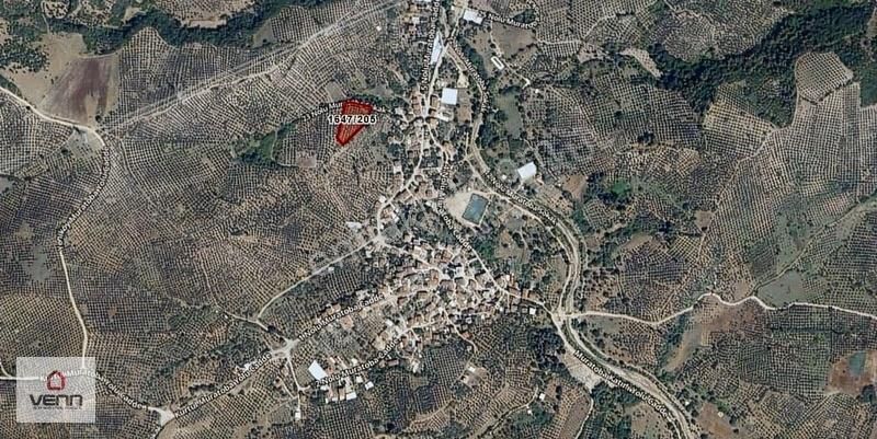 Gemlik Muratoba'da 3862 M2 Köyiçi İmarlı Satılık Zeytinlik! - Görsel 3