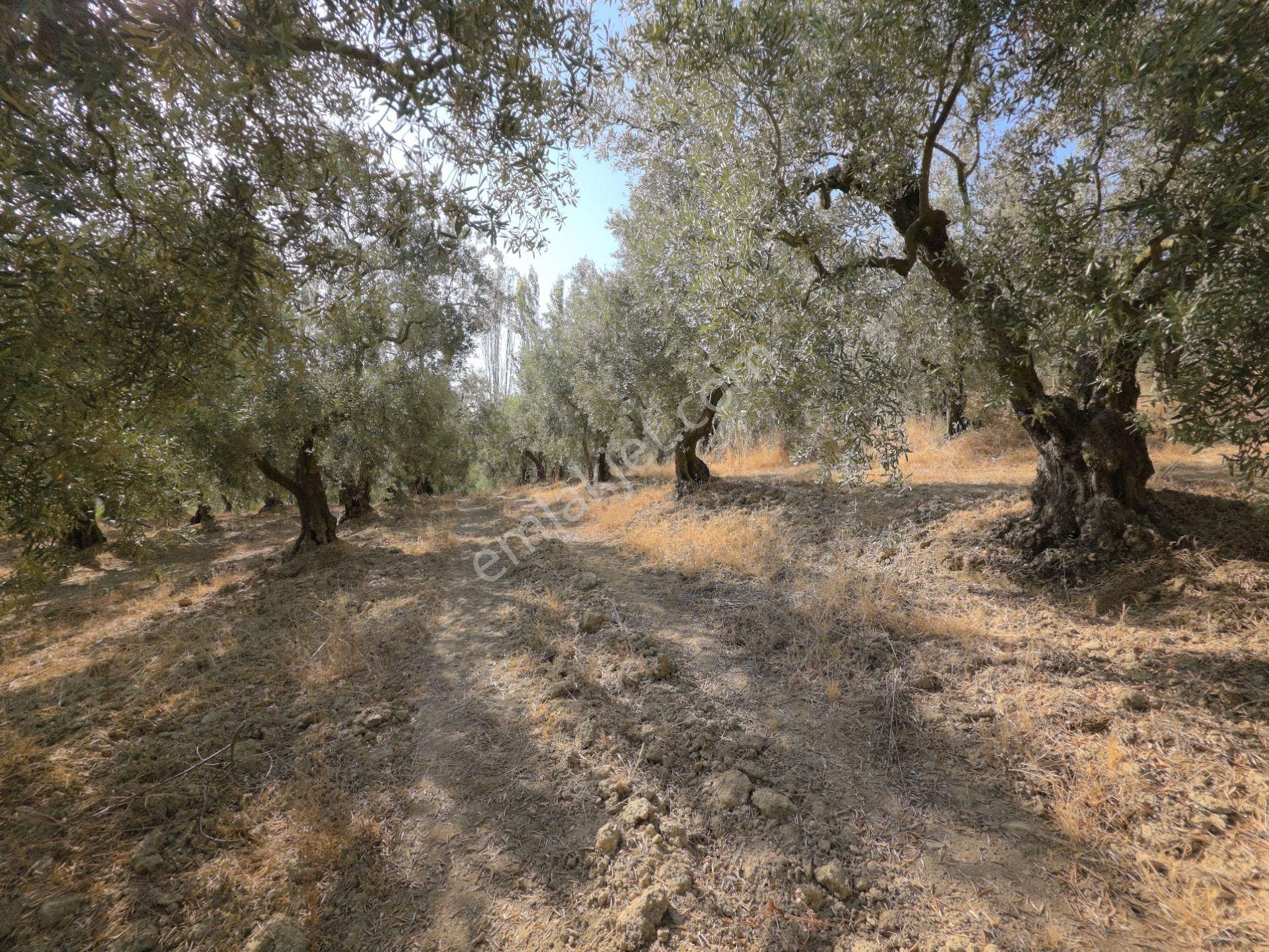 C21 Cius; Adliye 2835m2 Bakımlı Satılık Zeytinlik - Görsel 11