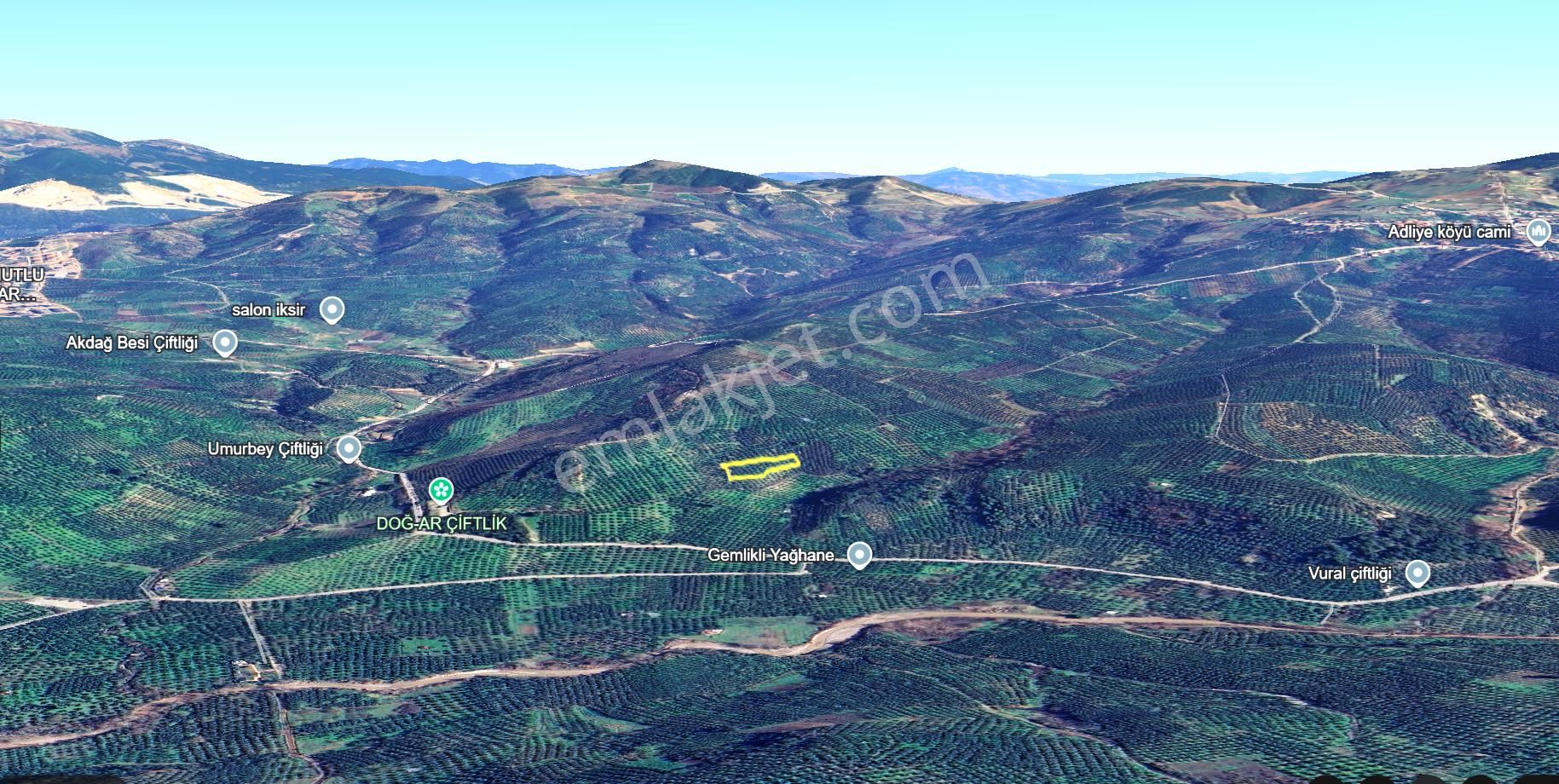 C21 Cius; Adliye 2835m2 Bakımlı Satılık Zeytinlik - Görsel 17