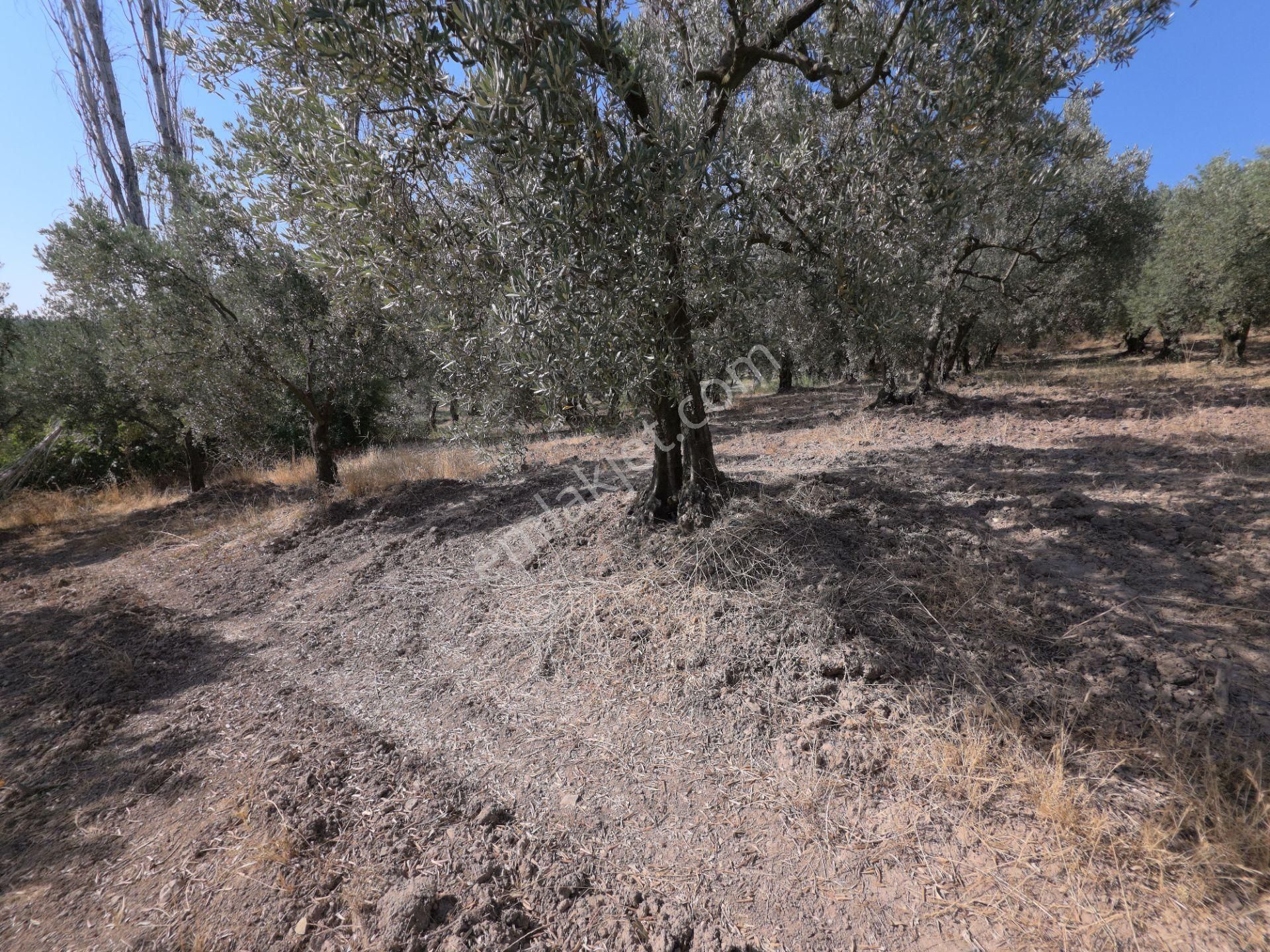 C21 Cius; Adliye 2835m2 Bakımlı Satılık Zeytinlik