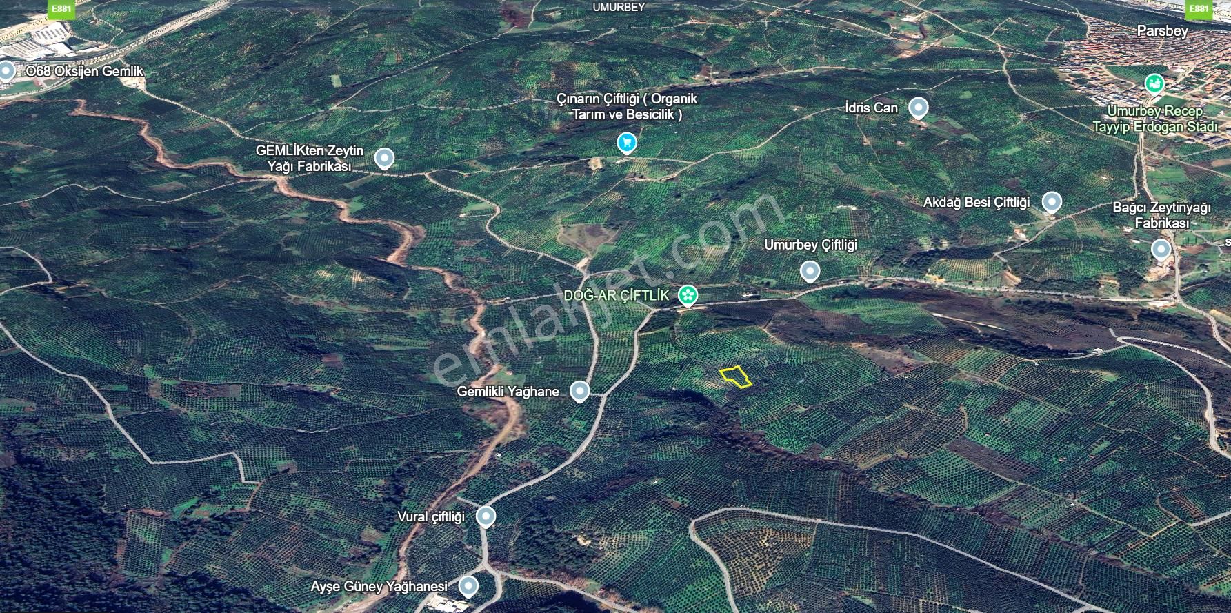 C21 Cius; Adliye 2835m2 Bakımlı Satılık Zeytinlik - Görsel 14