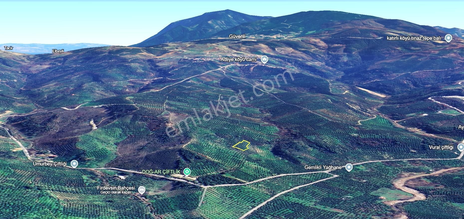 C21 Cius; Adliye 2835m2 Bakımlı Satılık Zeytinlik - Görsel 18