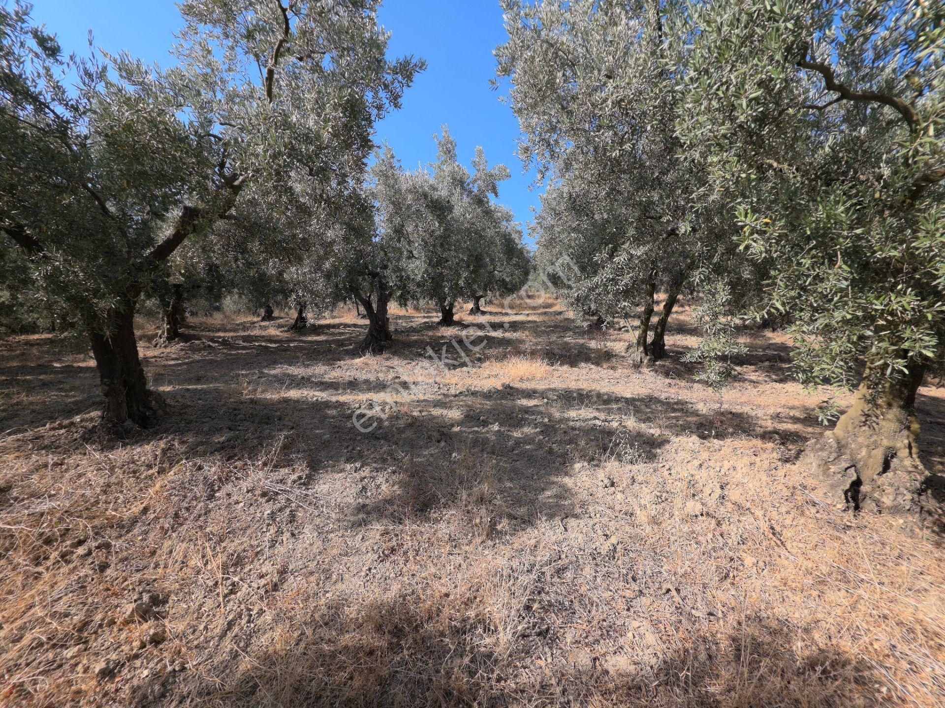 C21 Cius; Adliye 2835m2 Bakımlı Satılık Zeytinlik - Görsel 9