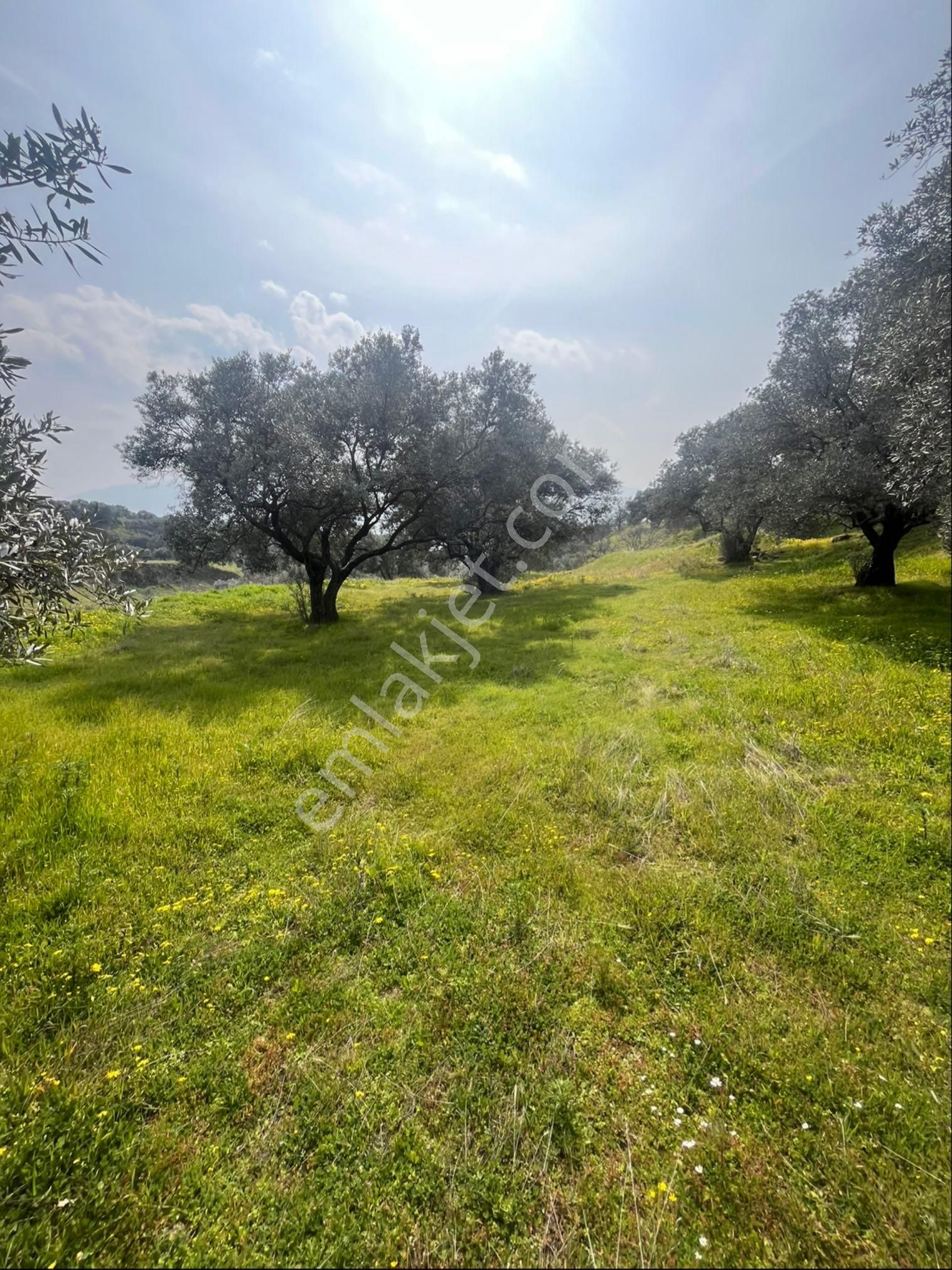 Satılık 3 Dekar Zeytinlik - Görsel 2
