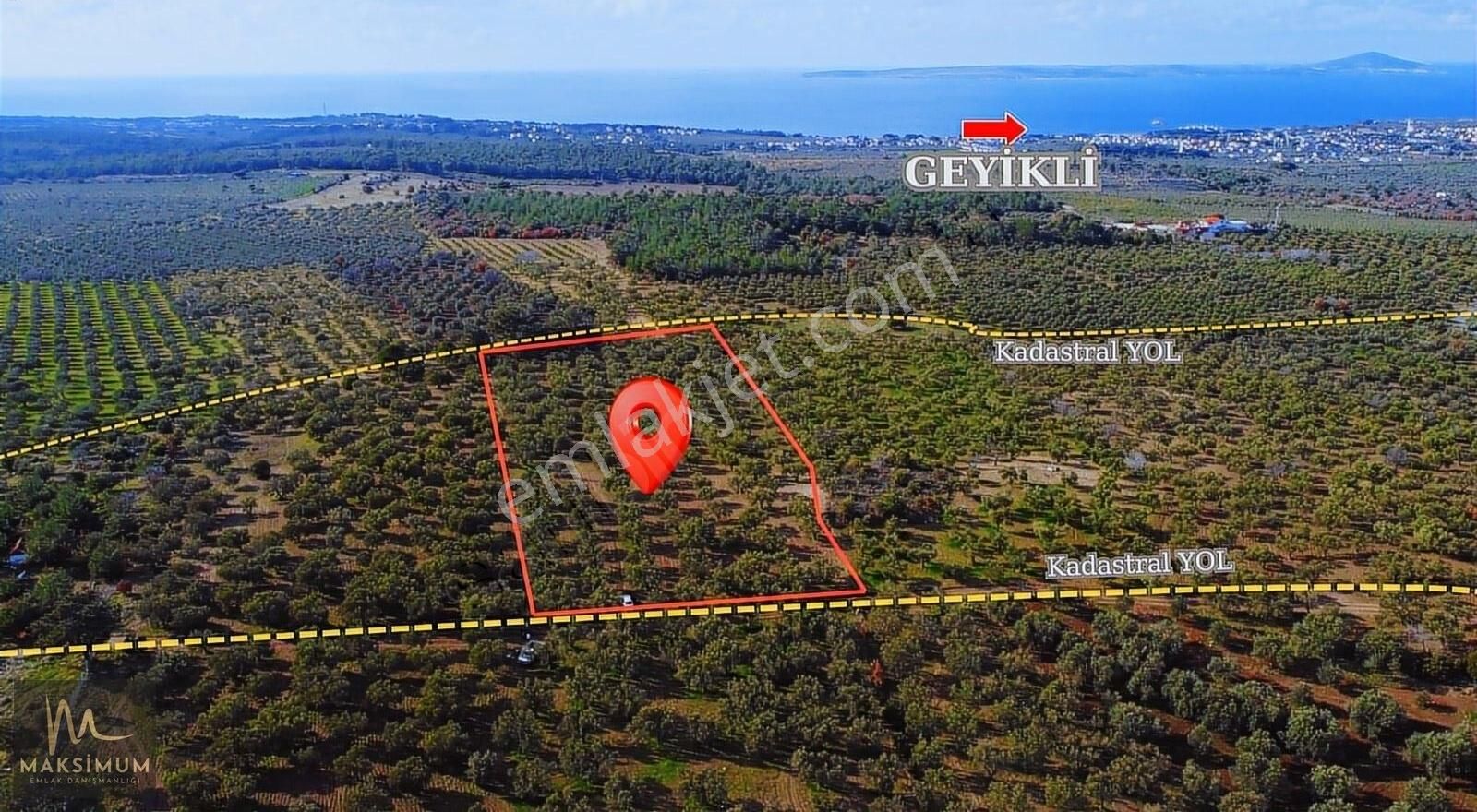 Ezine Kemallı Köyü (Kemallı Mücavir) Satılık Zeytinlik Çanakkale Ezine Kemallı'da Satılık 12.950 M² Zeytinlik