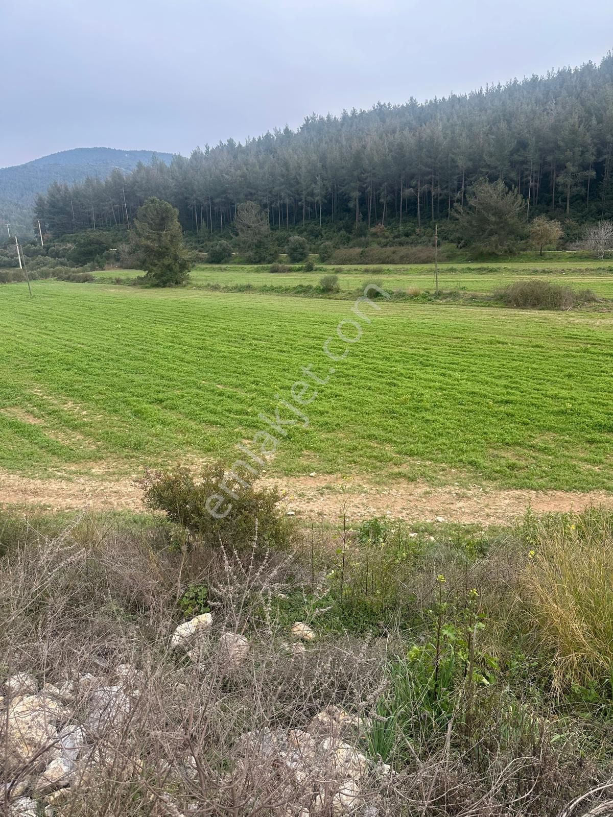 Selçuk Atatürk Satılık Tarla İzmir Selçuk Atatürk Mahallesi Arvalya Mevkiinde Satılık Tarla