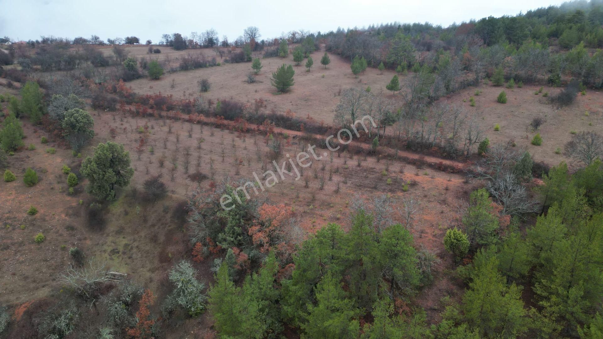 Çelik'ten Harmancık Kocapınar'da 5200 M2 Elma Bahçesi - Görsel 3