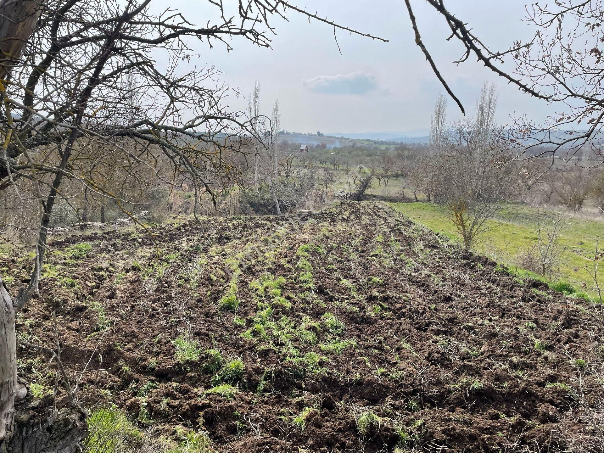 Yunusemre Akçaköy Satılık Tarla Bilginoğlu Emlak'tan Akçaköy Mahallesinde Satılık Tarla