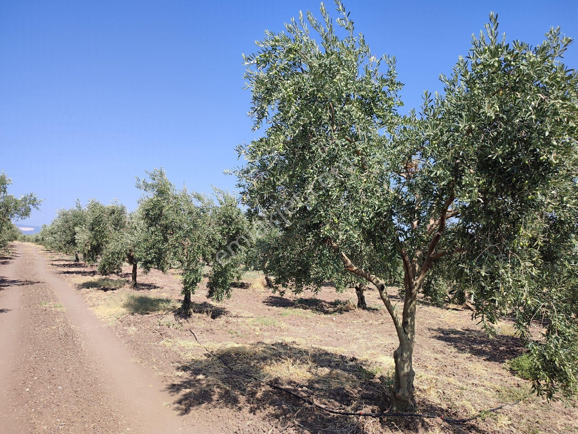 Akhisar Kapaklı Satılık Zeytinlik Kapaklı Mahallesinde Satılık Zeytinlik