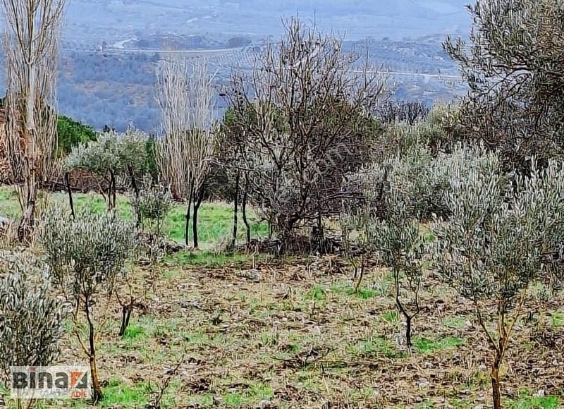 Bergama Çamoba Satılık Tarla Satılık Zeytinli Tarla Göçbeyli Çamoba'da