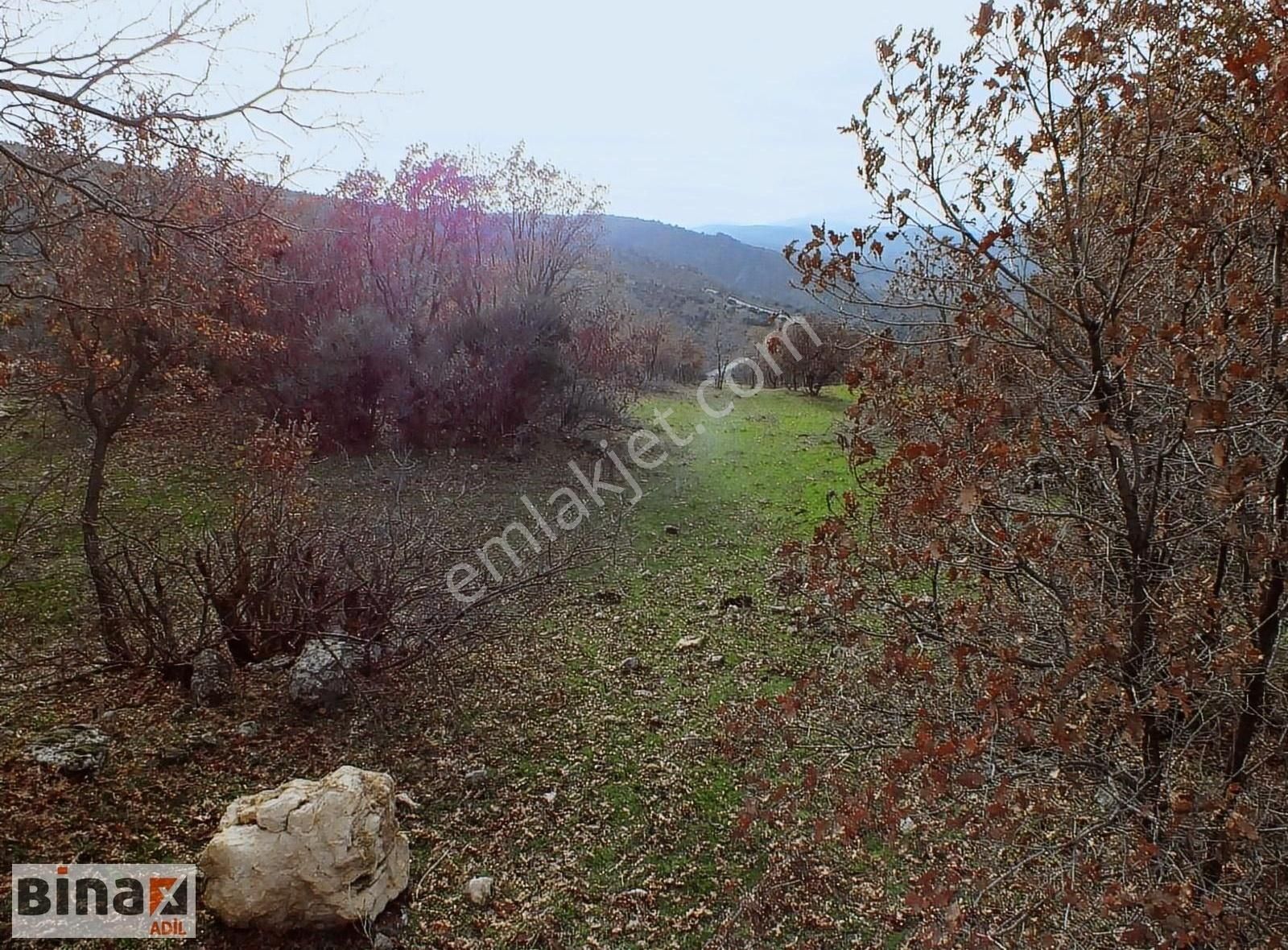 Bergama Yeniler Satılık Zeytinlik Bergama Yeniler Zetinli Tarla