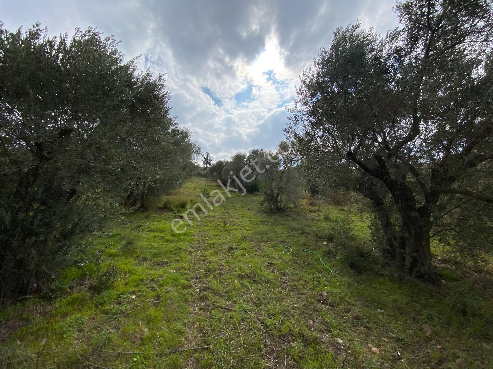 Torbalı Yazıbaşı Satılık Zeytinlik Torbalı Yazıbaşı'da Yatırım İçin Uygun 6025m2 Tek Tapu Müstakil Parsel Arazimiz Satılıktır