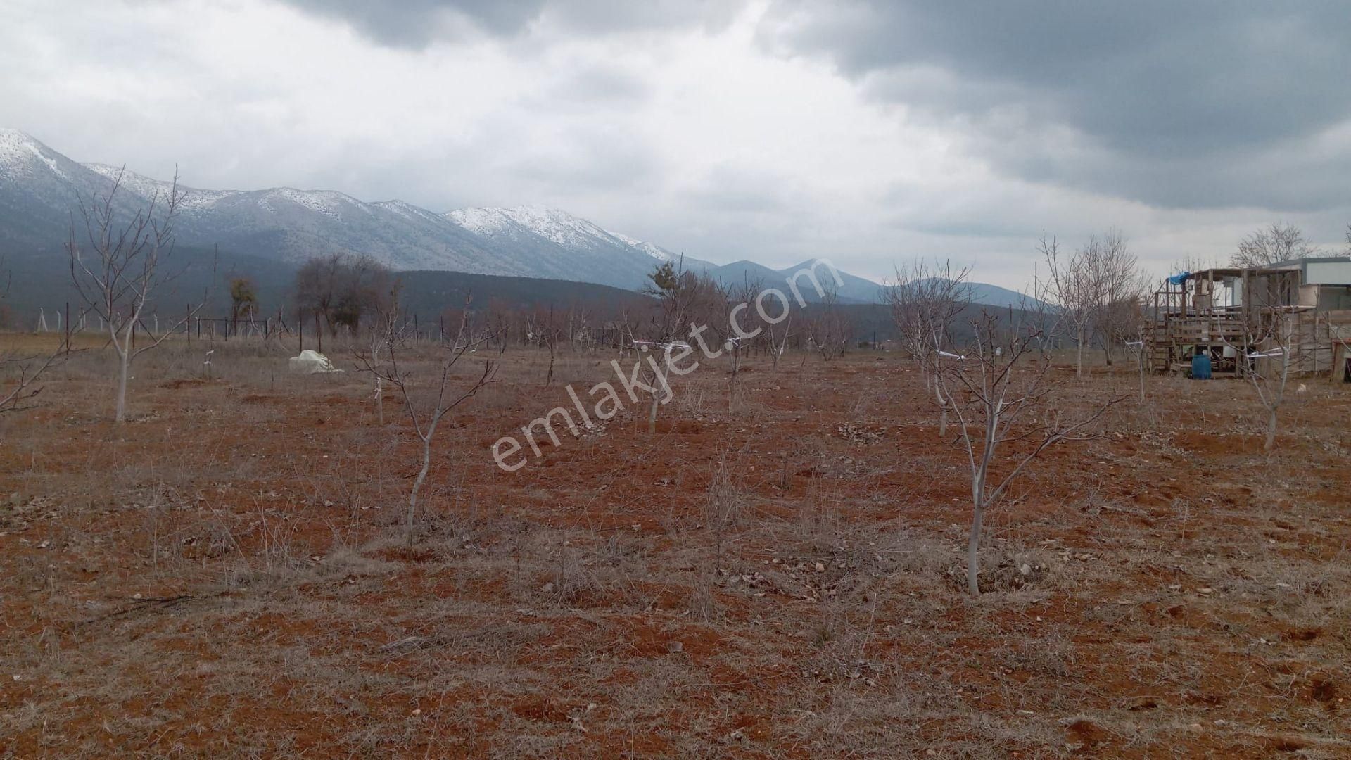 Tavas Tekkeköy Satılık Bağ & Bahçe Arevtürk'den Tavas'ta Satılık 6200 M2 Ceviz Bahçesi