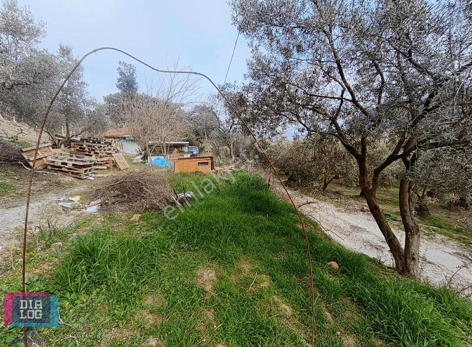 Satılık Mudanya Yörükali 6835m2 Zeytinlik Elektrik Su Mevcut Yol - Görsel 9