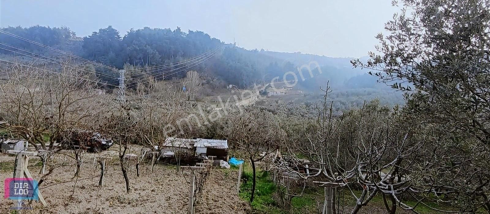 Satılık Mudanya Yörükali 6835m2 Zeytinlik Elektrik Su Mevcut Yol - Görsel 4