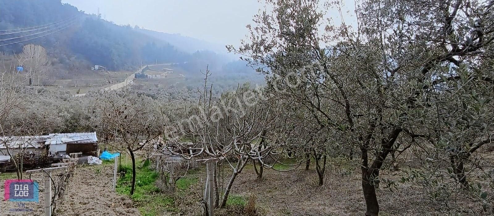 Satılık Mudanya Yörükali 6835m2 Zeytinlik Elektrik Su Mevcut Yol - Görsel 2