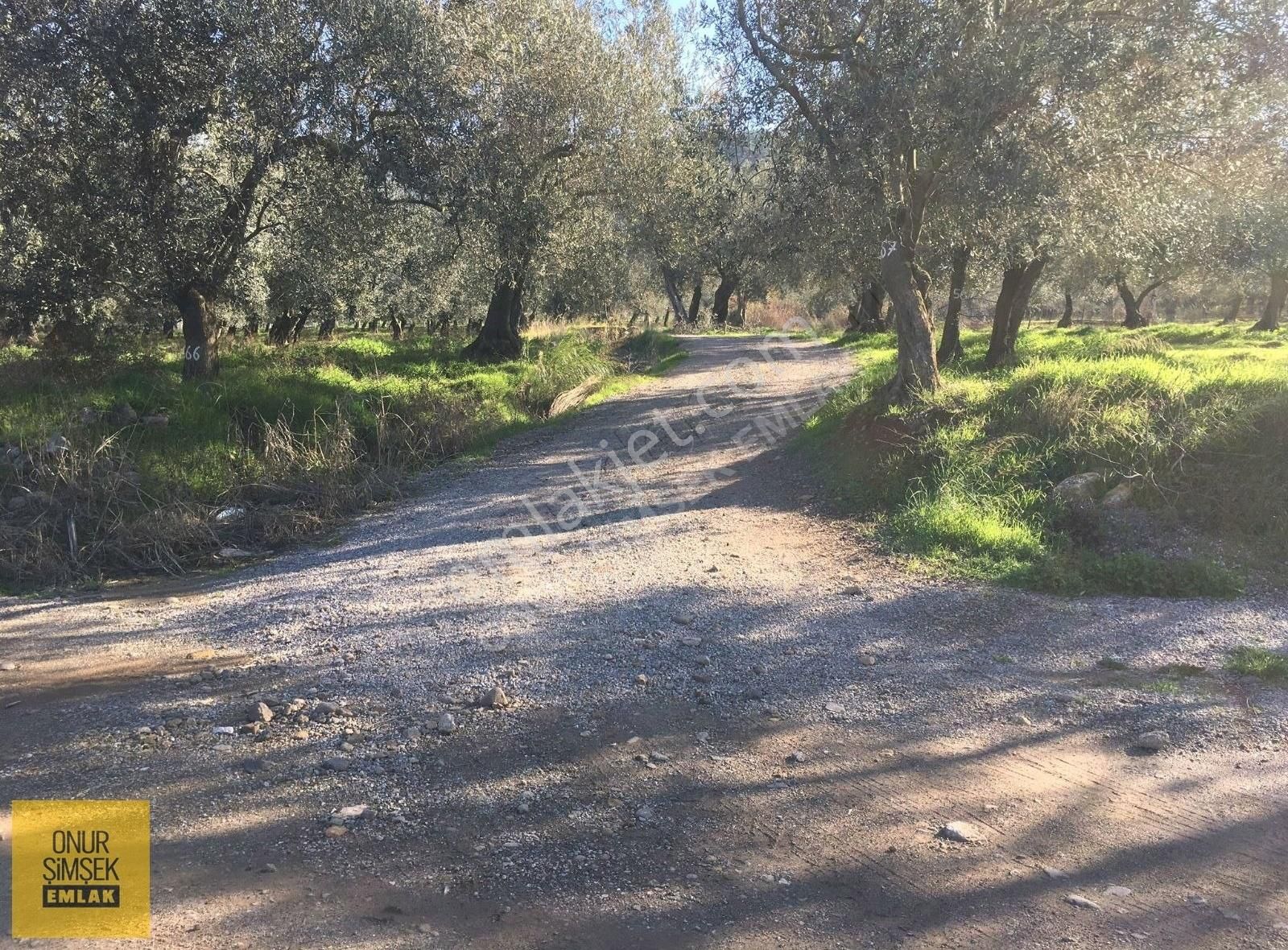 Havran Küçükdere Satılık Zeytinlik Havran Kocadağ'da Suyu Ve Yolu Olan Zeytinlik