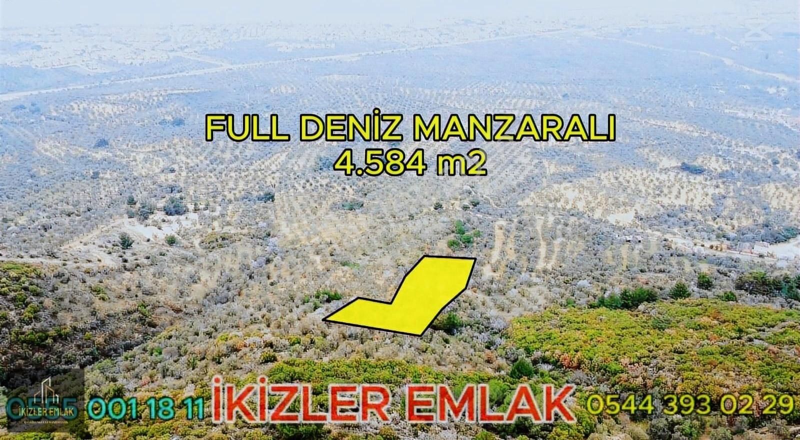 Burhaniye Taylıeli Satılık Zeytinlik Burhaniye Taylıeli Full Deniz Manzaralı 4584m2 Satılık Zeytinlik