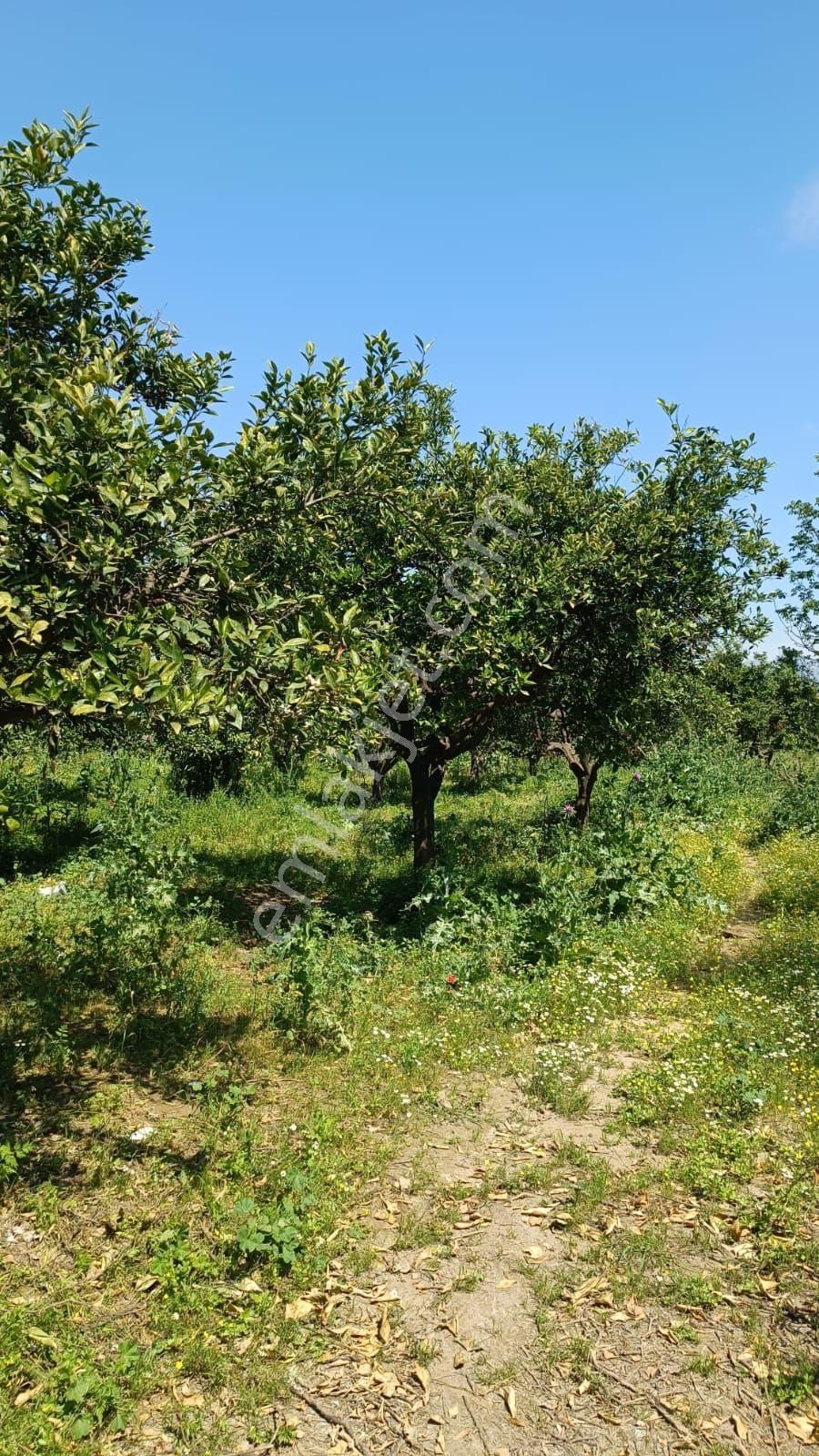 Hamzallı Da 8630 M2 Satılık Tarla - Görsel 10
