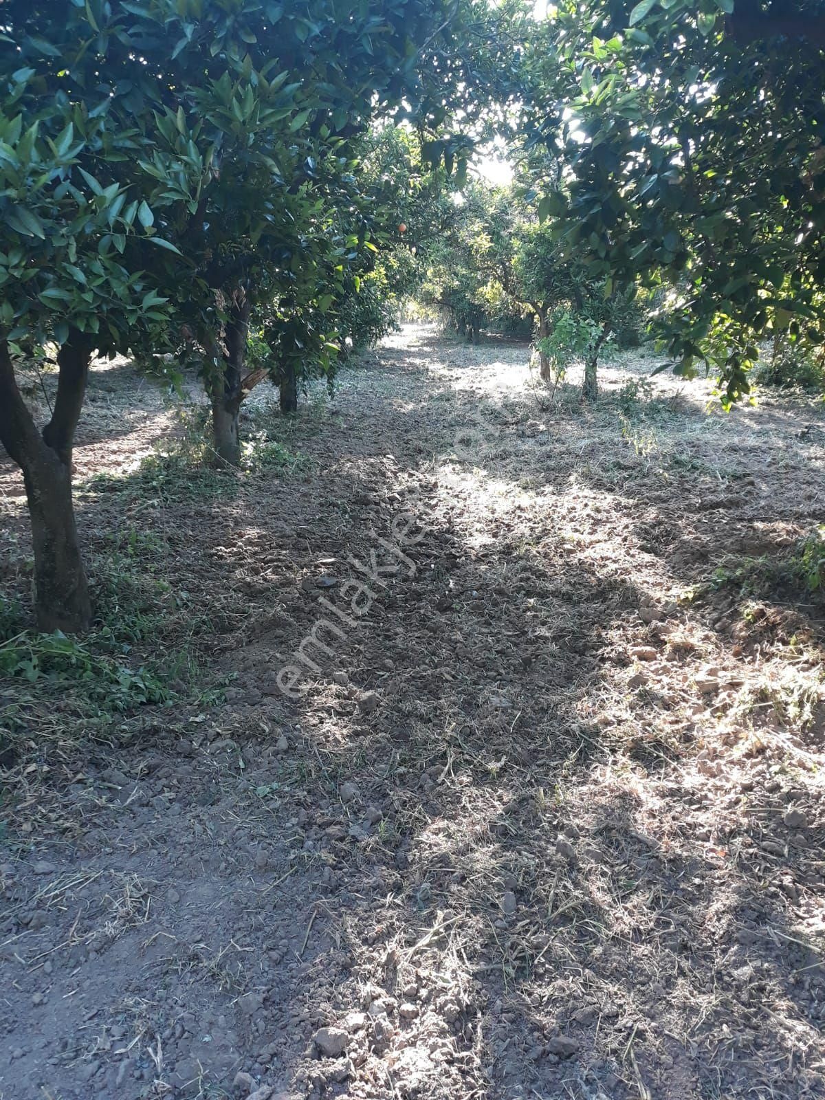 Hamzallı Da 8630 M2 Satılık Tarla - Görsel 5