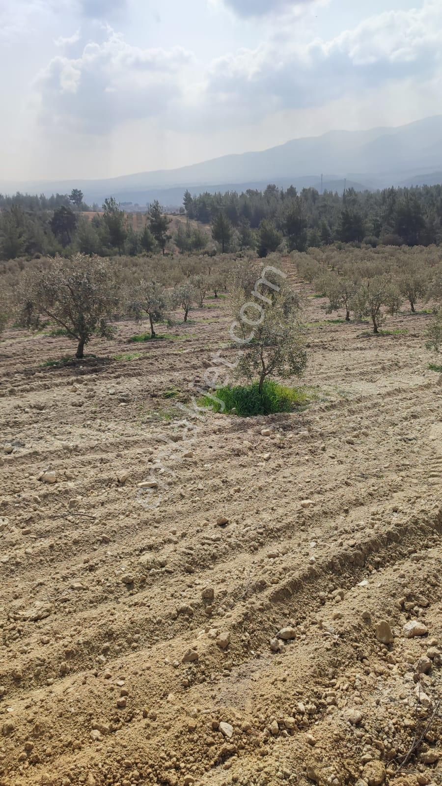 Çölgezen'den Aydın Karacasu Dedeler'de Yatırımlık Zeytinlik - Görsel 10