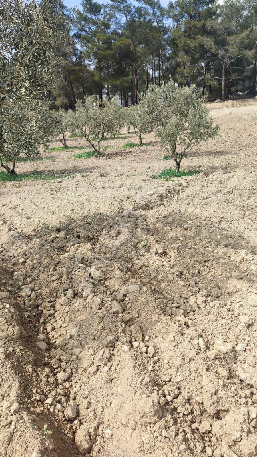 Çölgezen'den Aydın Karacasu Dedeler'de Yatırımlık Zeytinlik - Görsel 11