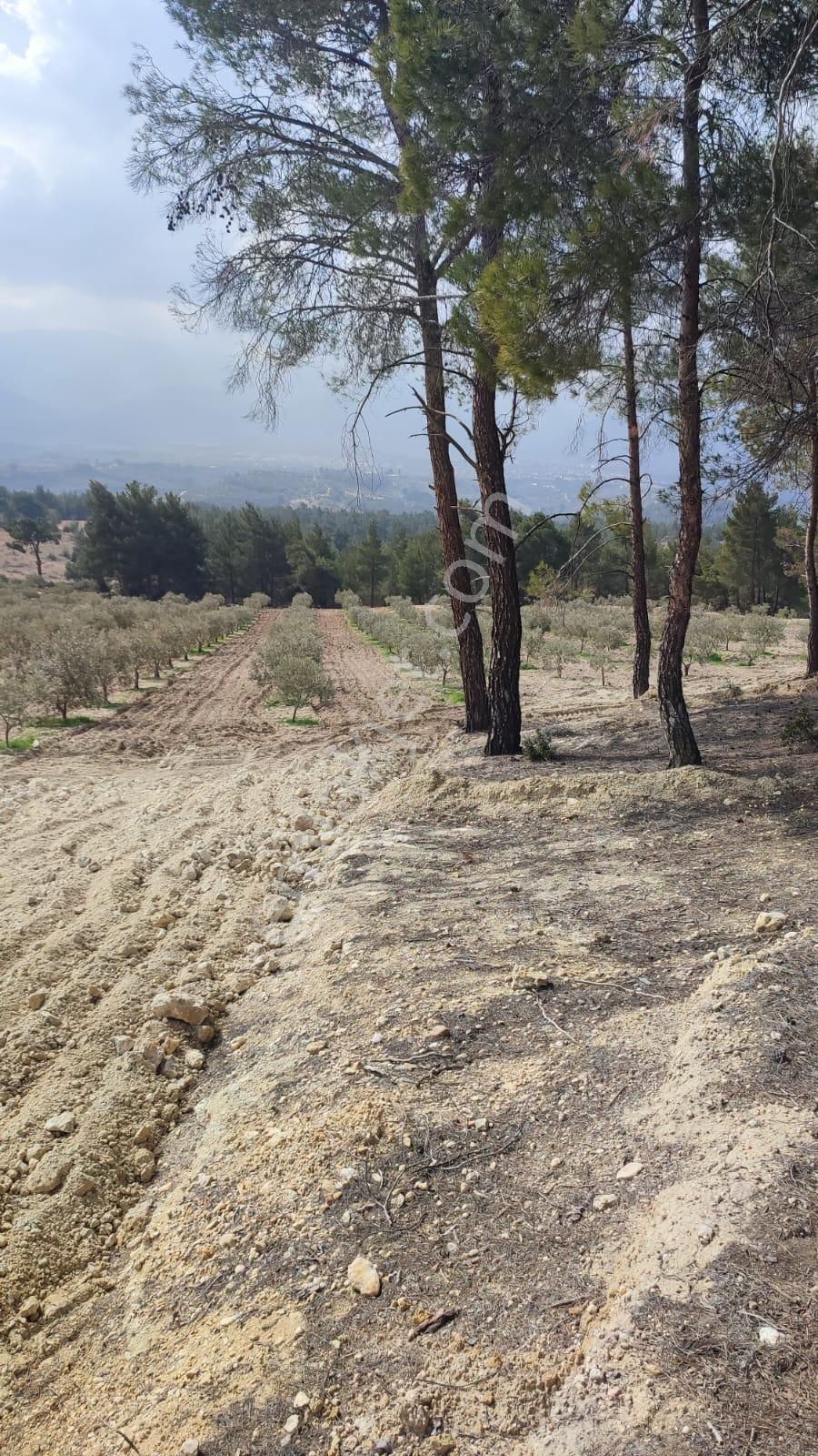 Çölgezen'den Aydın Karacasu Dedeler'de Yatırımlık Zeytinlik - Görsel 9