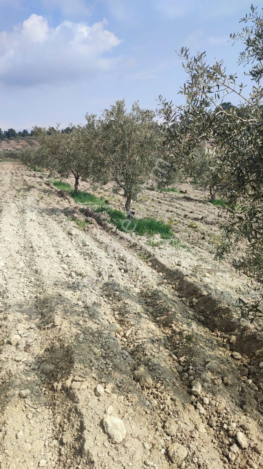 Çölgezen'den Aydın Karacasu Dedeler'de Yatırımlık Zeytinlik - Görsel 5