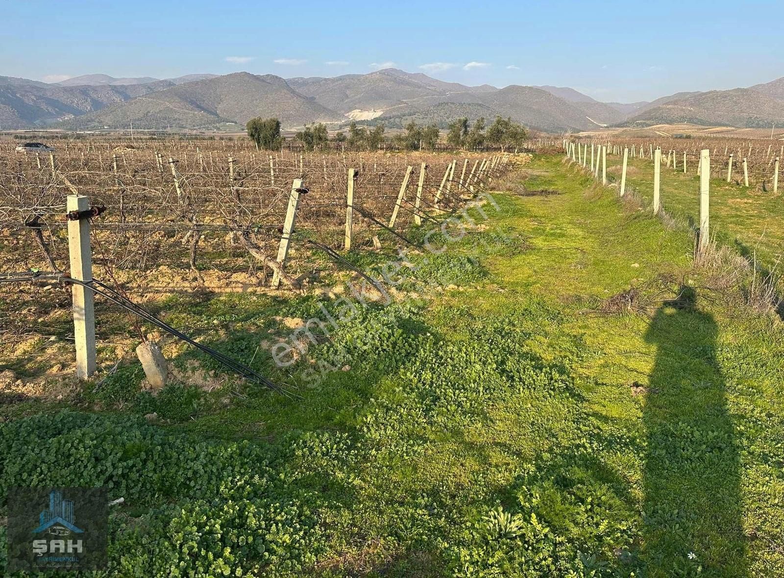 Alaşehir Killik Satılık Tarla Şah'tan Killik Mah'de Damlama Sistemli Anayola 300 Mt Bağ